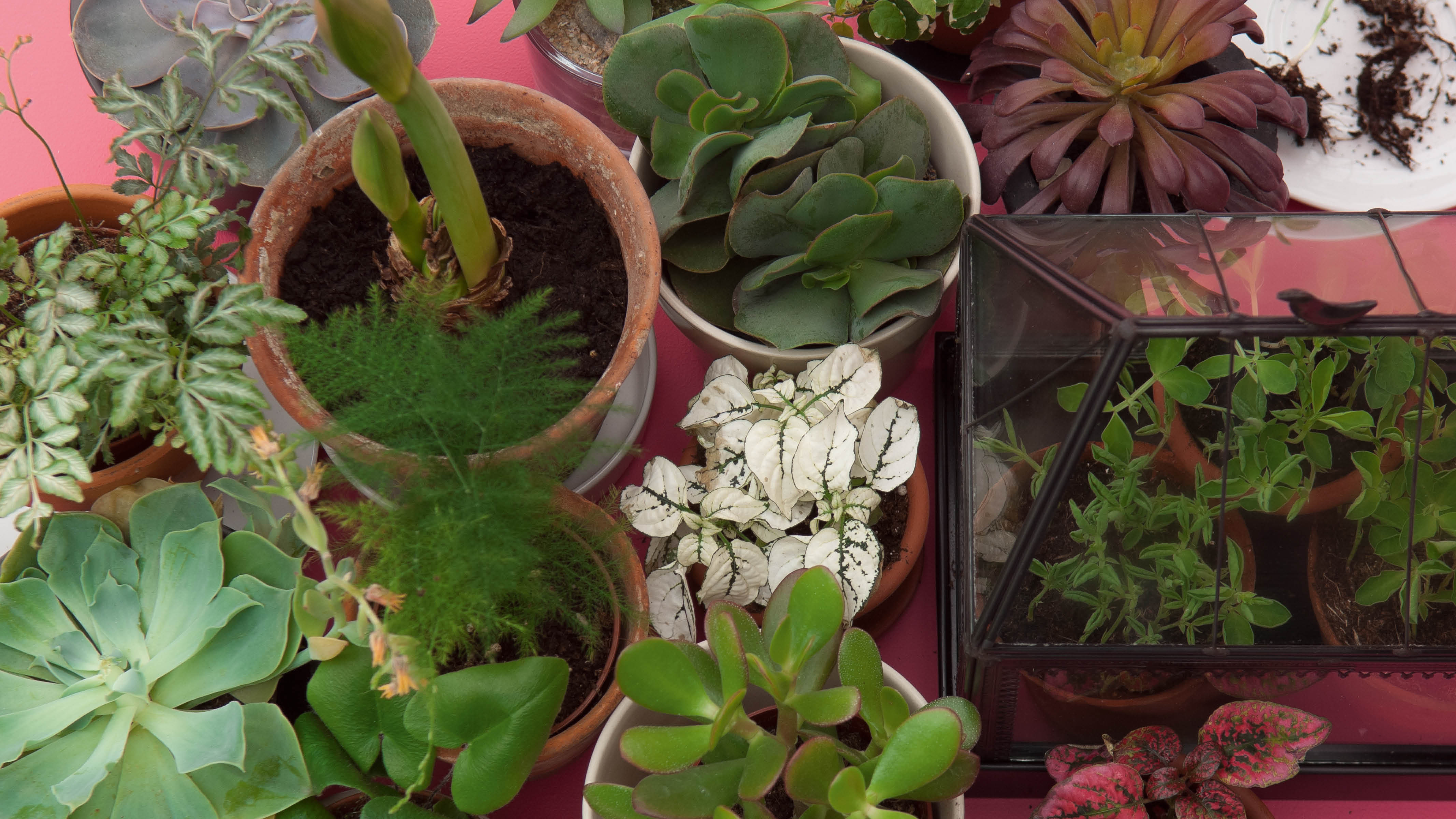 The power of plants Plants add a friendly, fresh and human feel to almost any room.